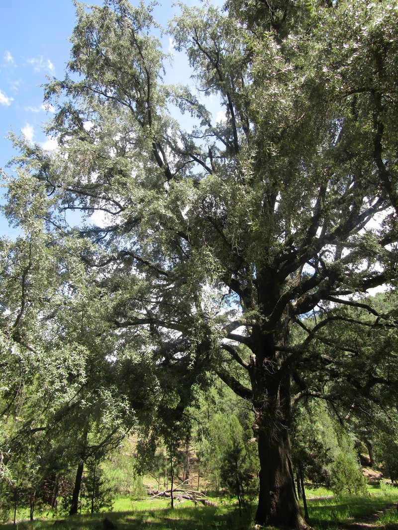 Quercus durifolia photo 4