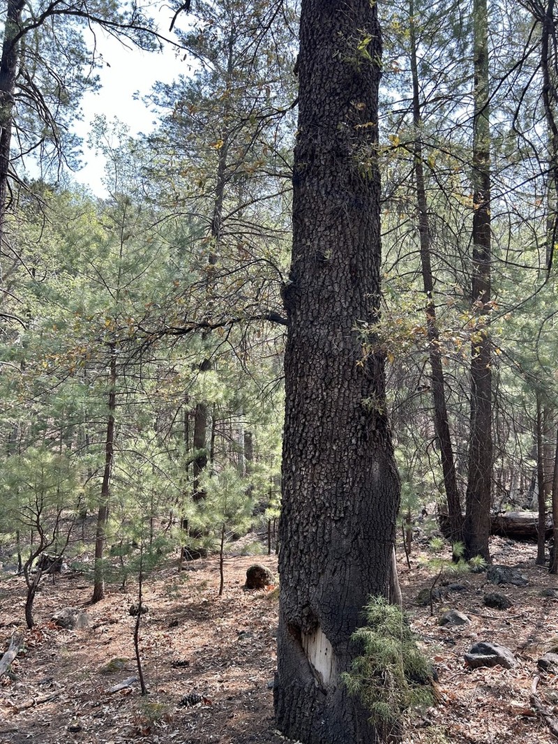 Quercus durifolia photo 5