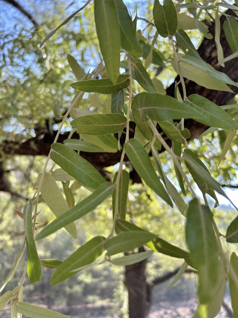 Quercus durifolia photo 6