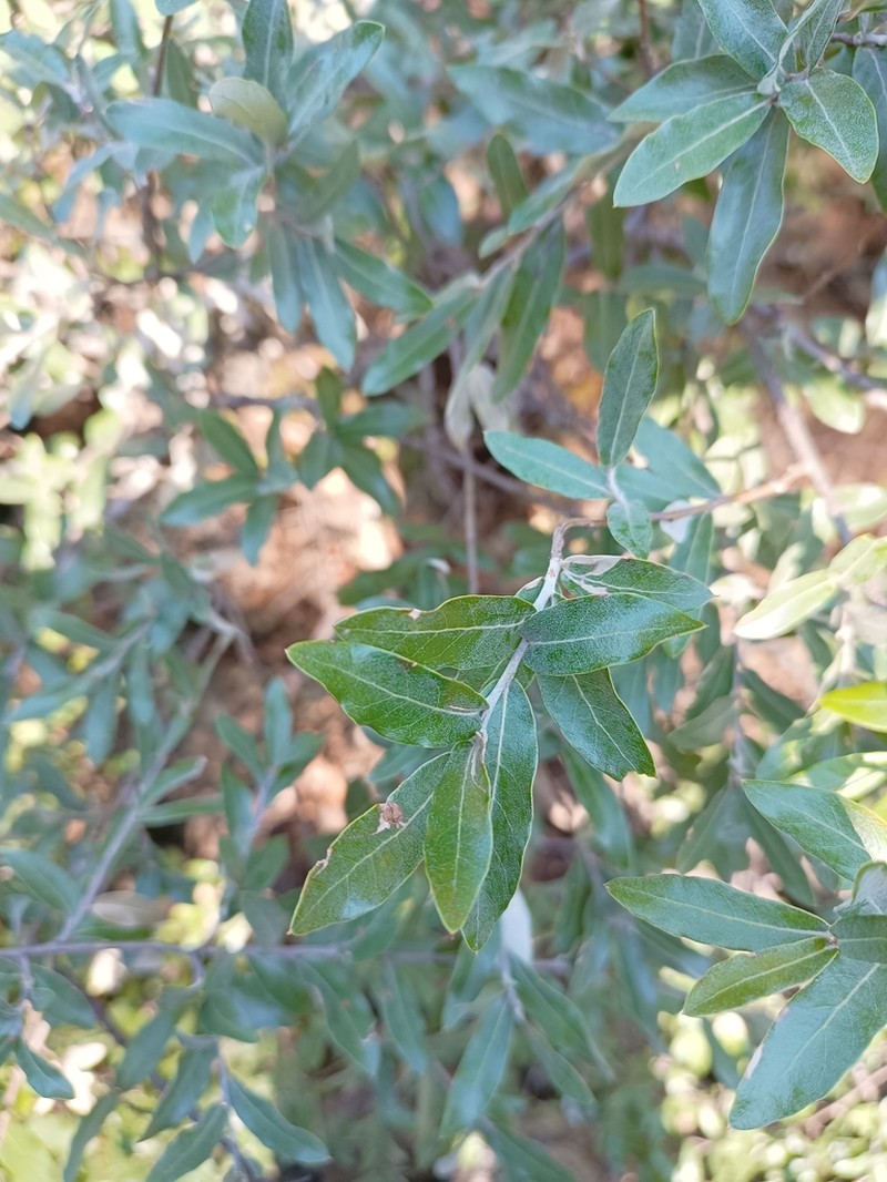 Quercus durifolia photo 7