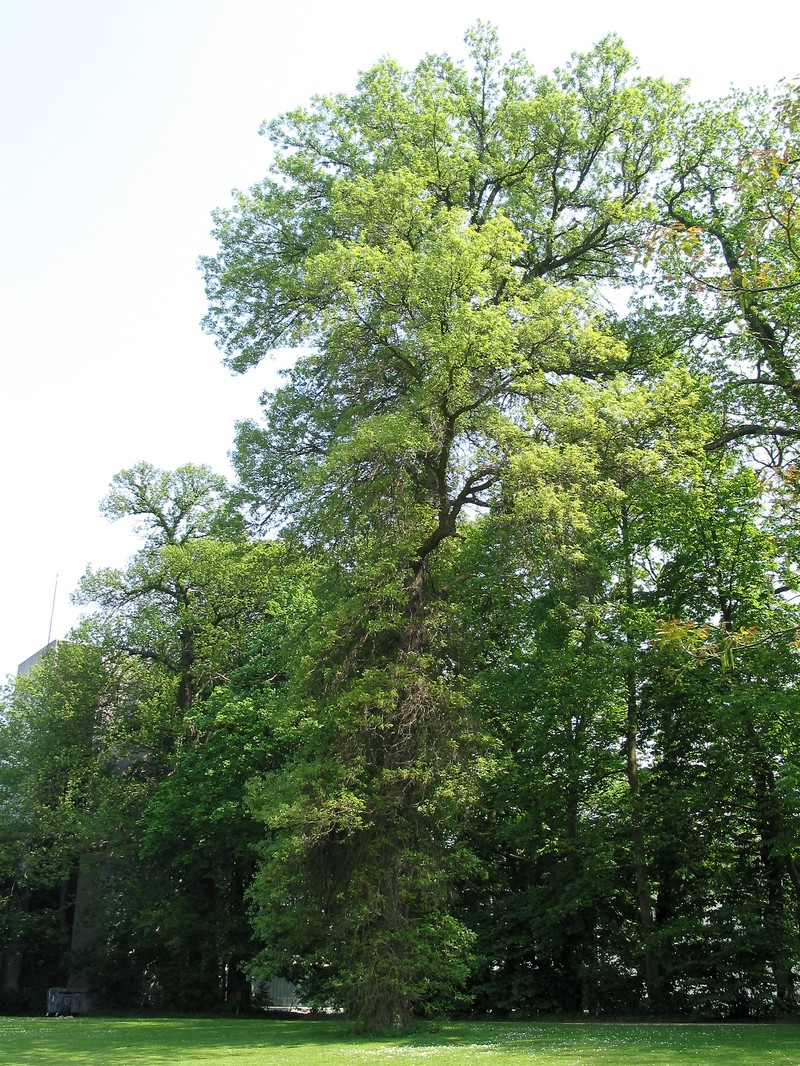 hybrid oak photo 2