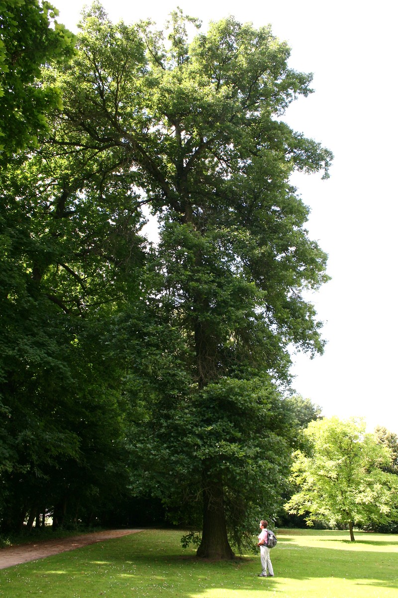 Hybrid Oak
