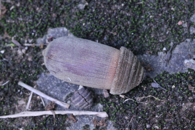 Quercus edithiae