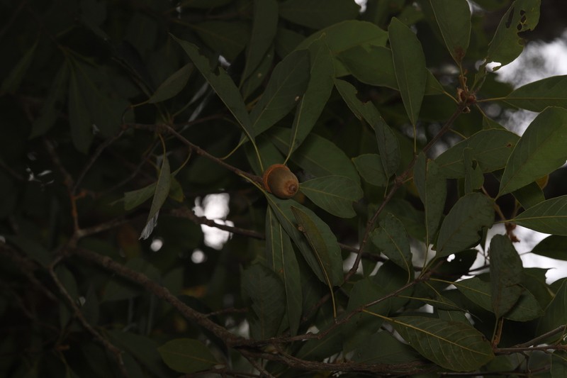 Quercus edithiae photo 2
