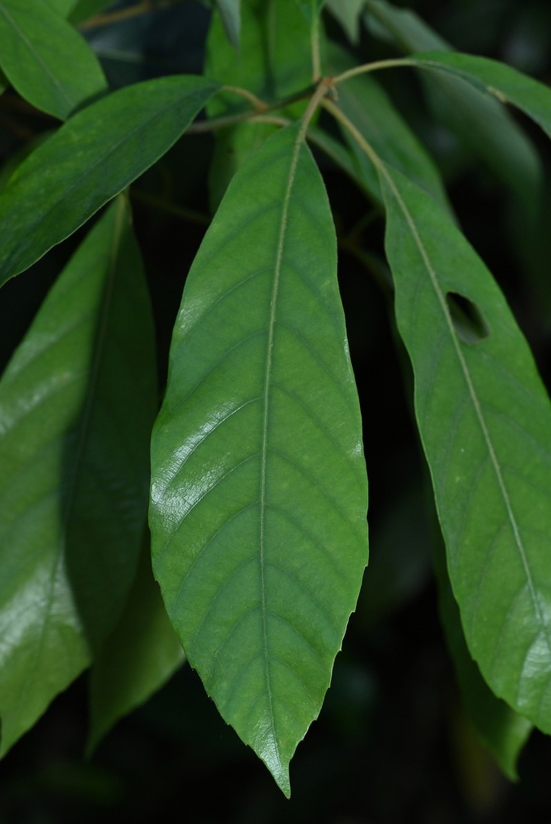 Quercus edithiae photo 3