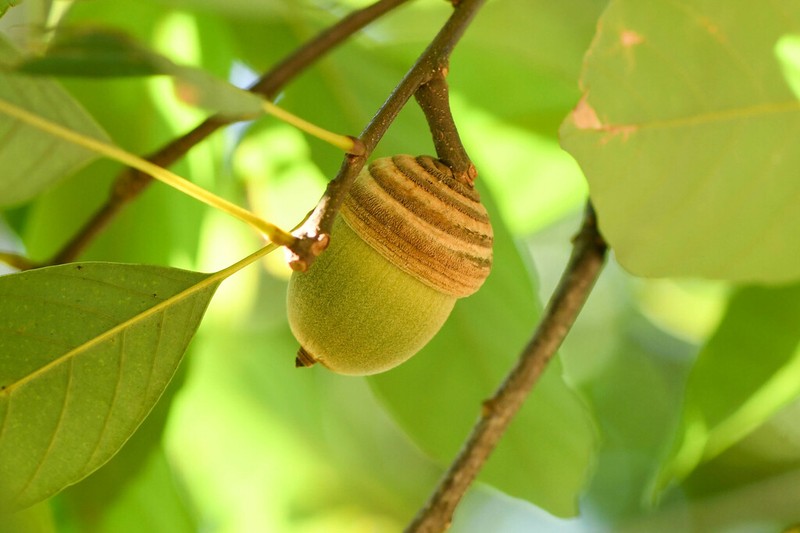 Quercus edithiae photo 4