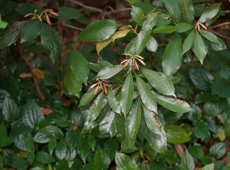Quercus edithiae photo 5