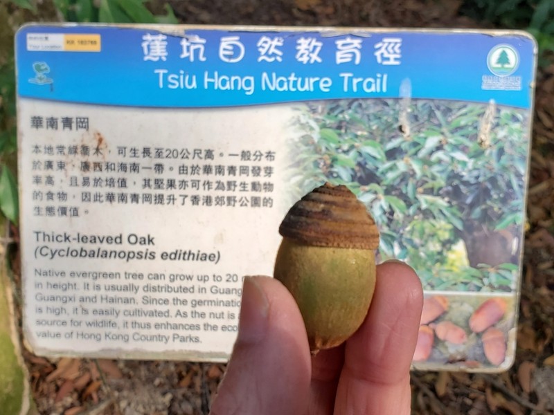 Quercus edithiae photo 6