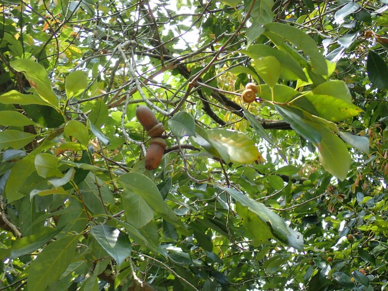 Quercus edithiae photo 7