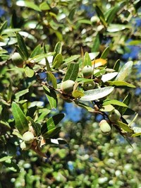 Quercus eduardi