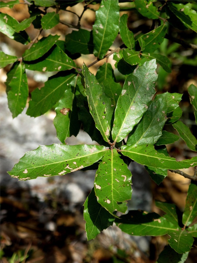 Quercus eduardi photo 2