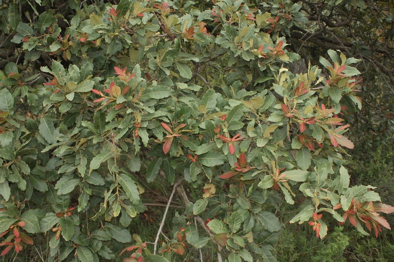 Quercus eduardi photo 3