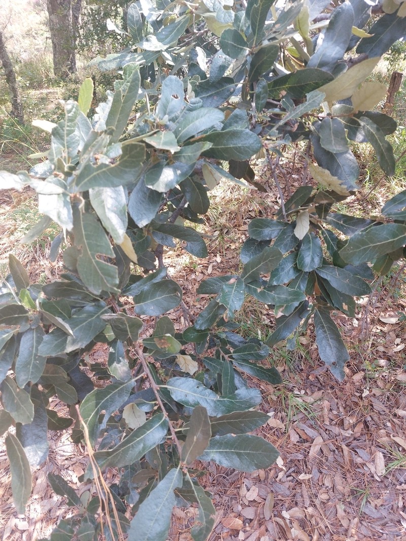 Quercus eduardi photo 4