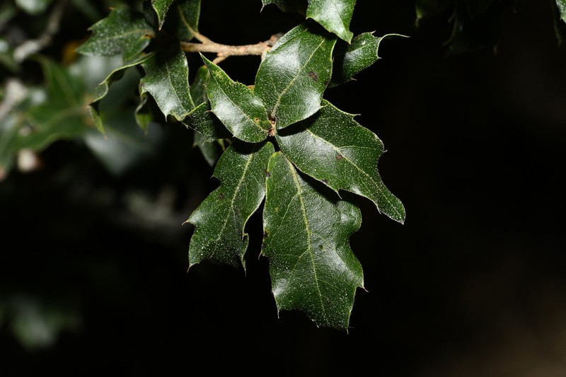 Quercus eduardi photo 5