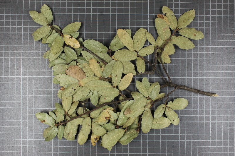 Quercus eduardi photo 6