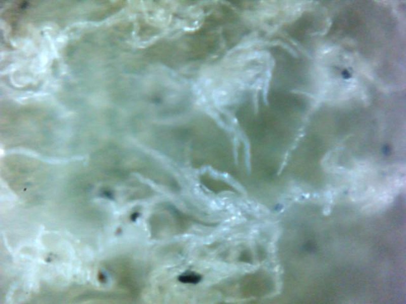 Quercus eduardi photo 7