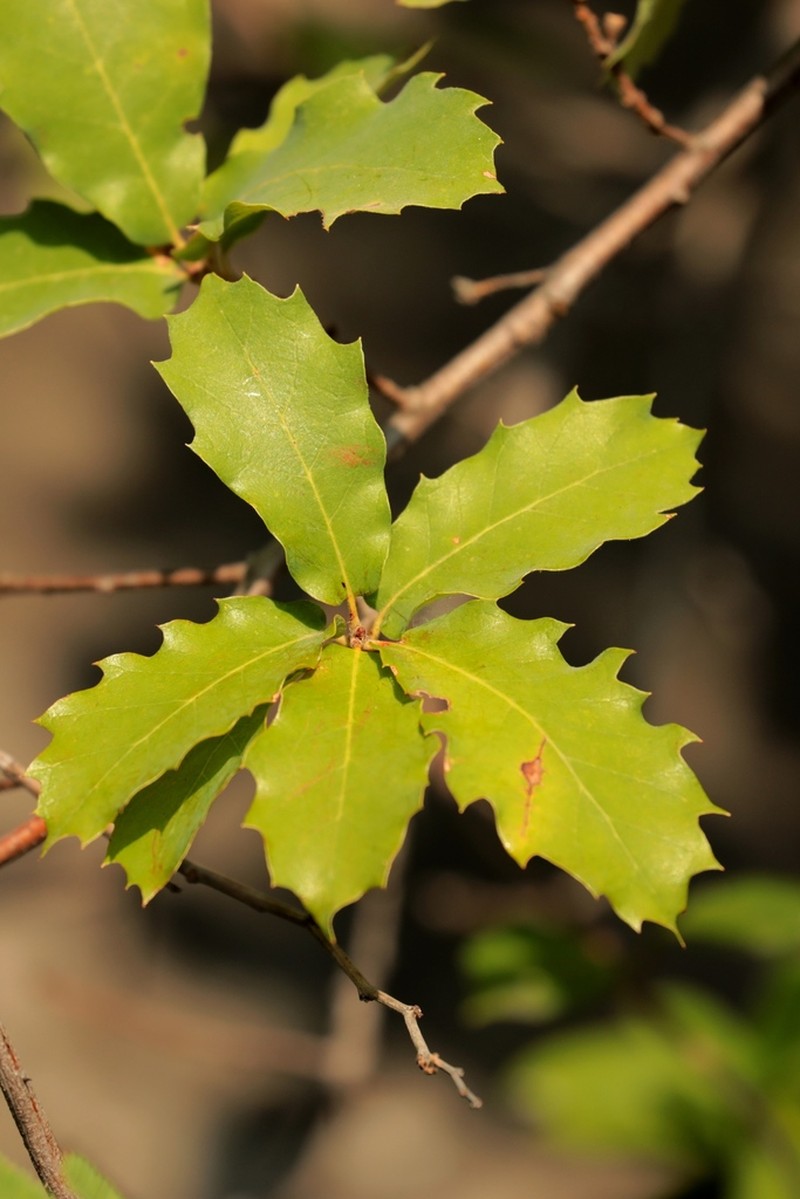 Quercus edwardsiae