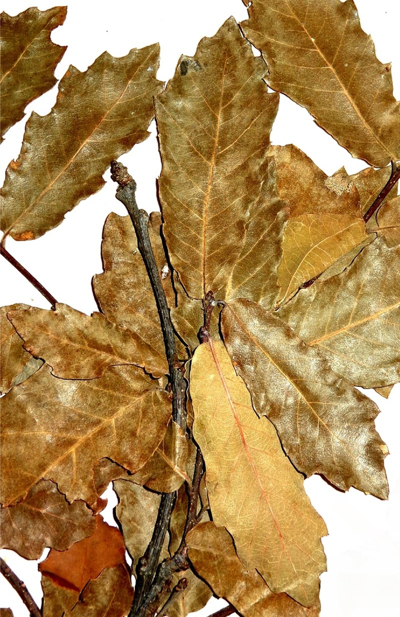Quercus edwardsiae photo 2