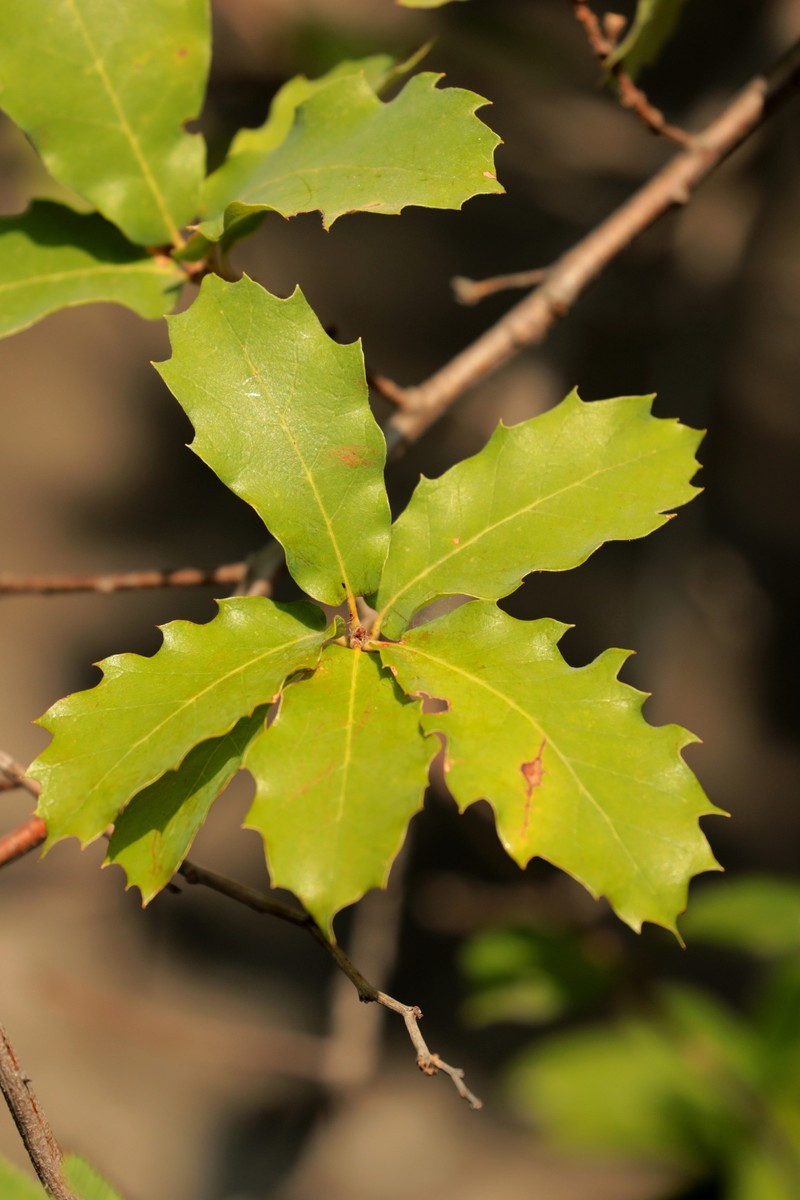 Quercus edwardsiae photo 3