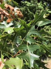 Northern Pin Oak