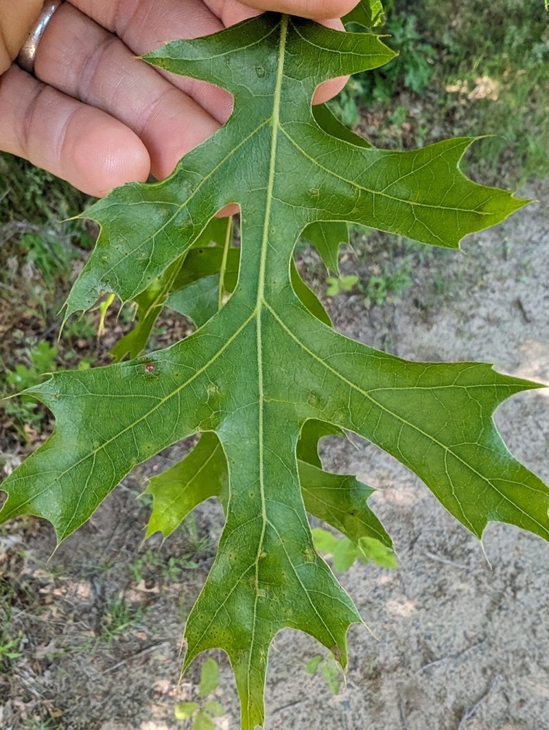 Northern Pin Oak photo 2