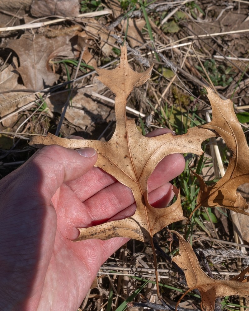 Northern Pin Oak photo 4