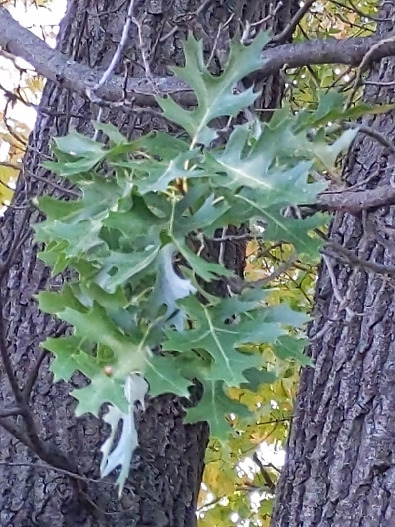 Northern Pin Oak photo 5