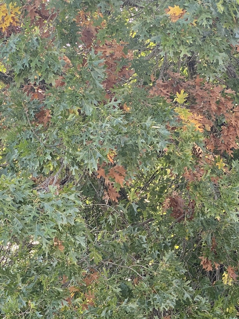 Northern Pin Oak photo 6