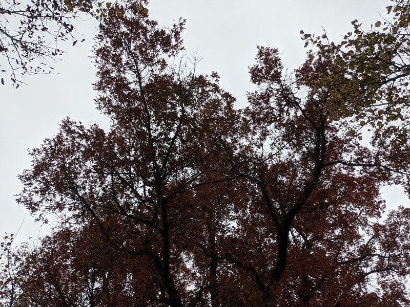 Northern Pin Oak photo 7