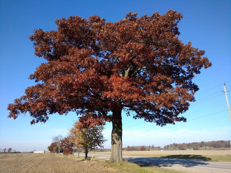 Northern Pin Oak photo 8