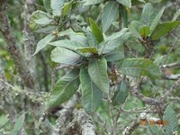 Quercus elliptica