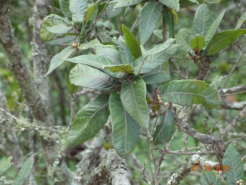 Quercus elliptica