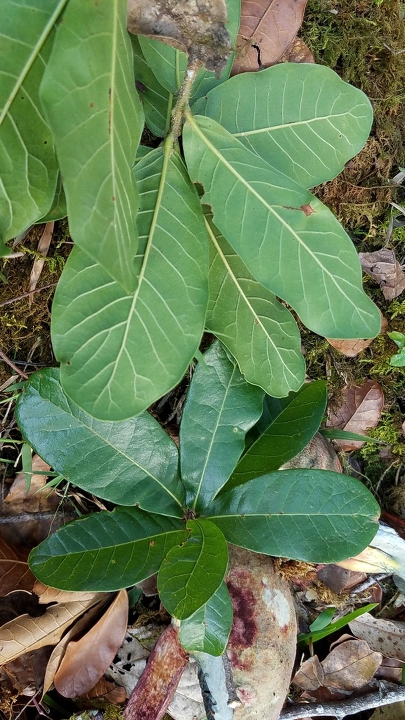 Quercus elliptica photo 2