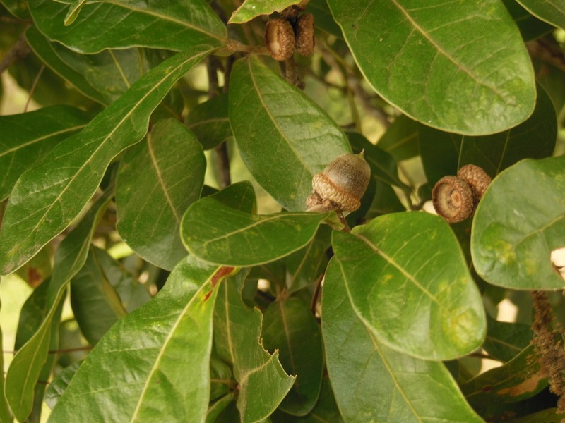 Quercus elliptica photo 3