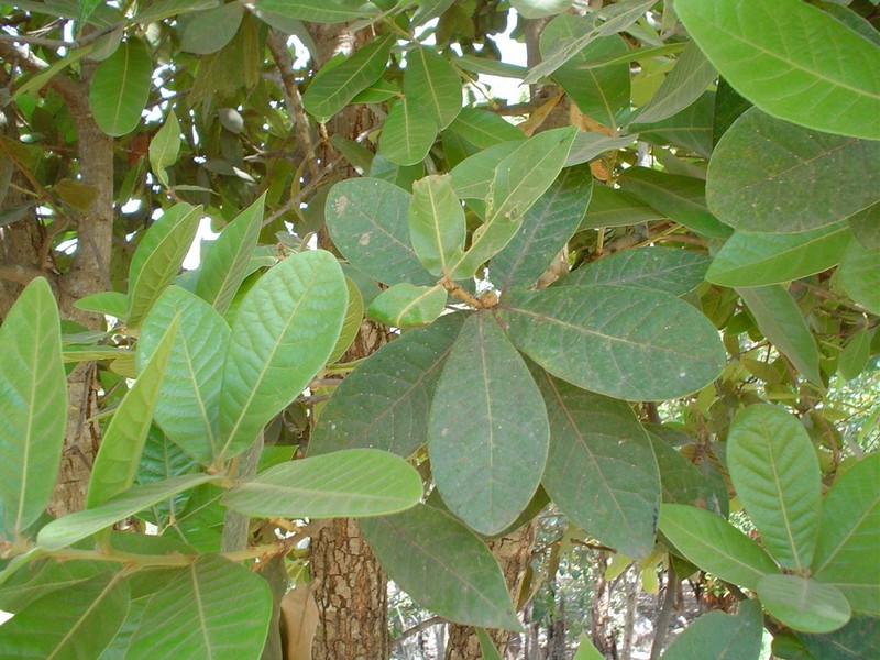 Quercus elliptica photo 4