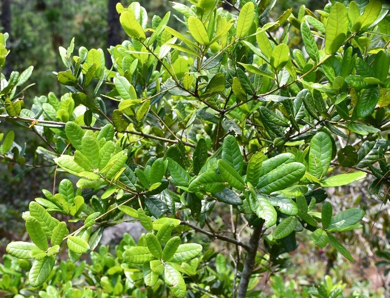 Quercus elliptica photo 5