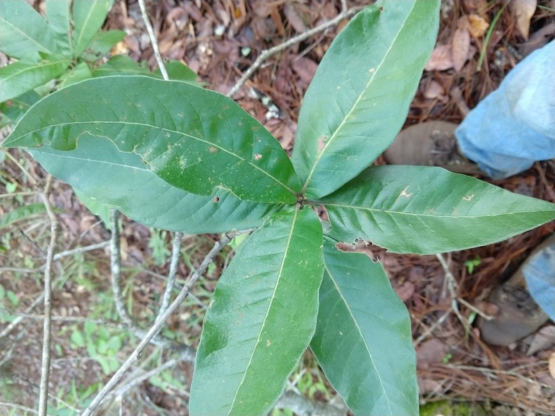 Quercus elliptica photo 6