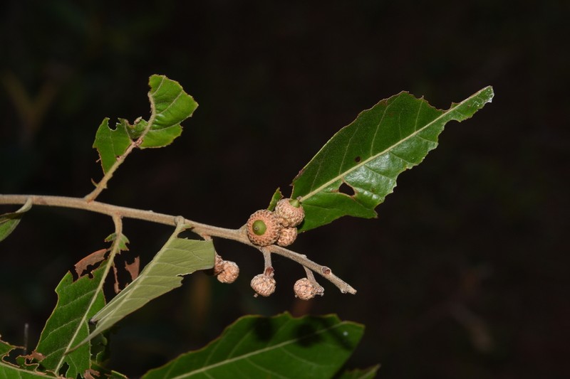 Quercus elliptica photo 7