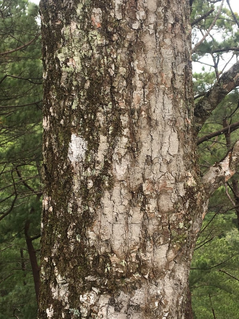Quercus elliptica photo 8