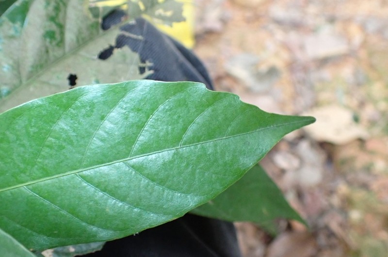 Quercus elmeri
