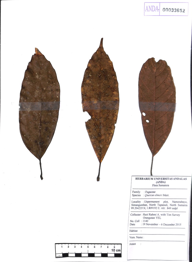 Quercus elmeri photo 2