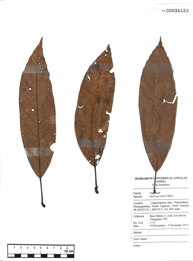 Quercus elmeri photo 3