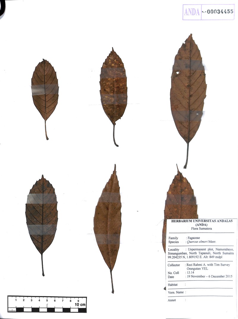 Quercus elmeri photo 4