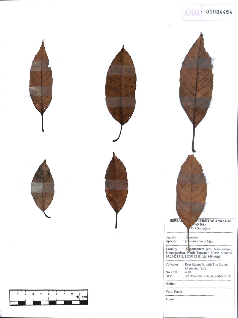 Quercus elmeri photo 5