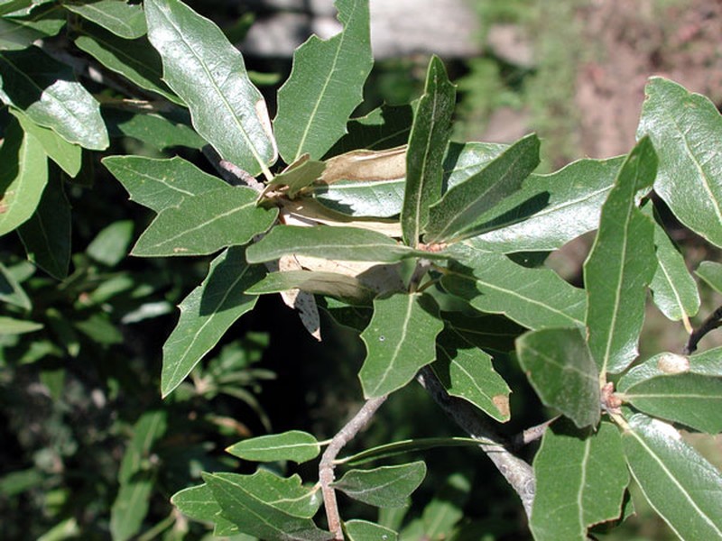 Emory Oak photo 2