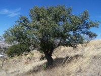 Emory Oak