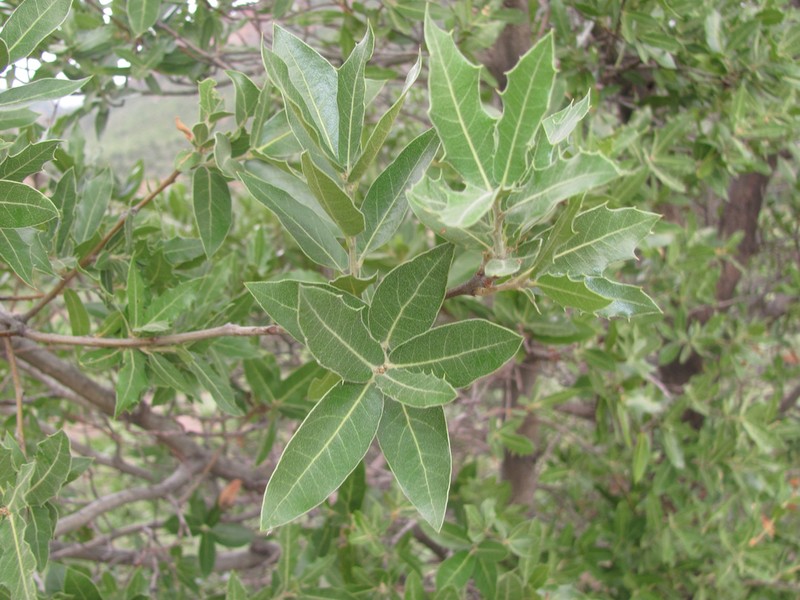 Emory Oak photo 7