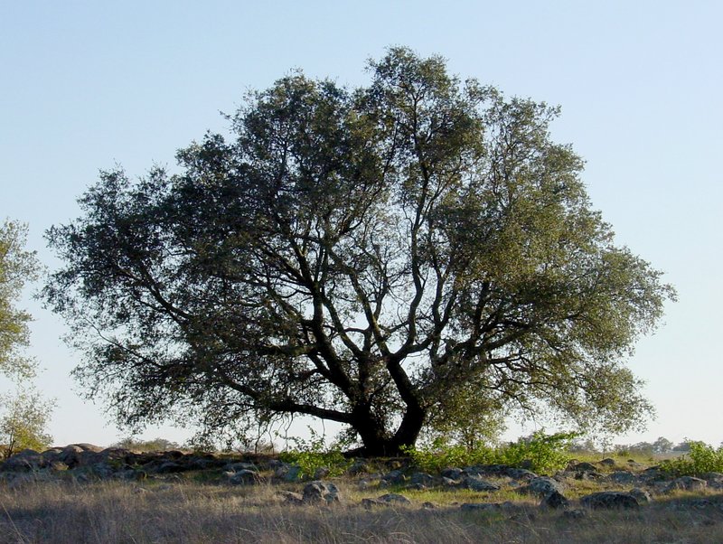 Engelmann Oak