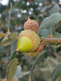 Engelmann Oak