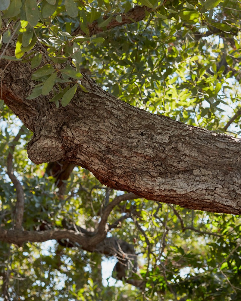 Engelmann Oak photo 2